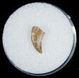 Dromaeosaur (Raptor) Tooth - Montana #5678-1